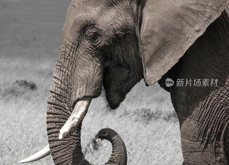 一只孤零零的大象在绿色的非洲大草原上行走。萨凡纳象(Loxodonta africana)是现存最大的陆地动物